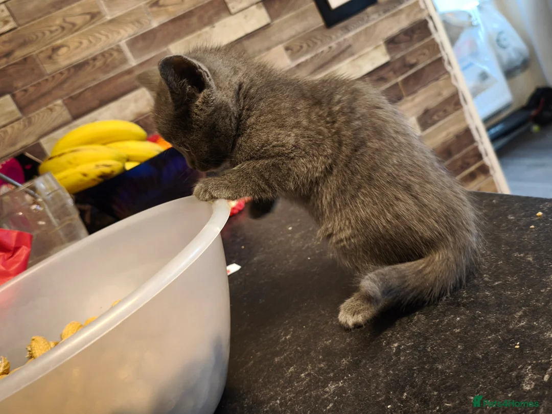 British Shorthair cats for sale: Kittens 🐈🐈🐈 in Bristol - Advert 23