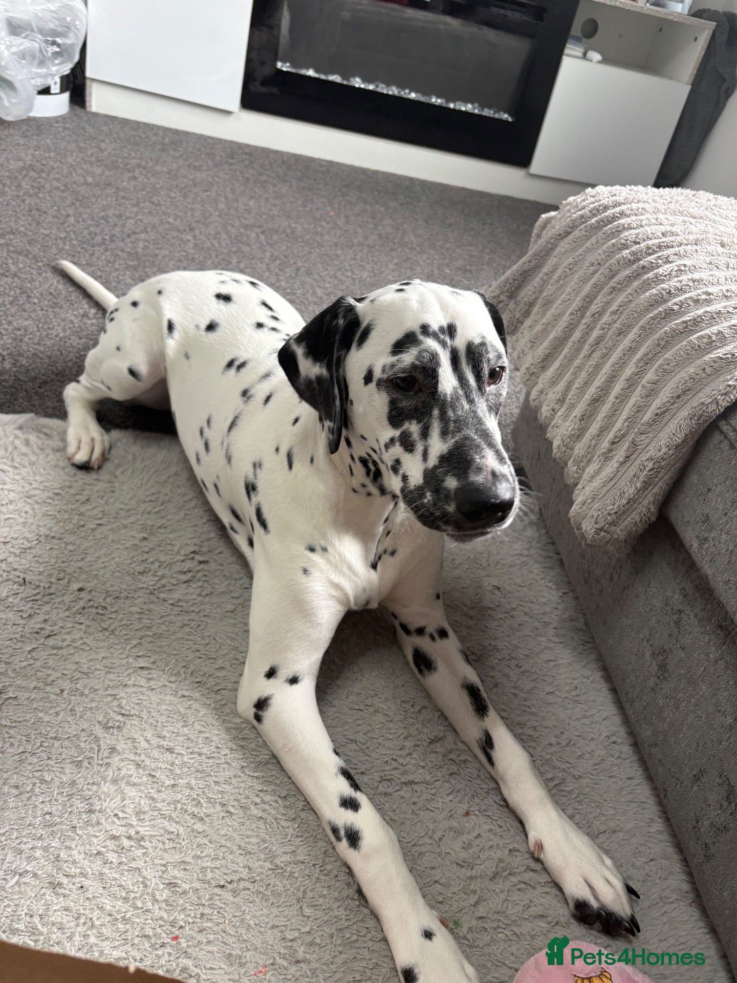Dalmatian dogs KC Registered Deaf Dalmatian 7 Months Old - Advert 1