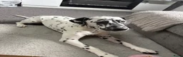 Dalmatian dogs for sale: KC Registered Deaf Dalmatian 7 Months Old - Advert 1