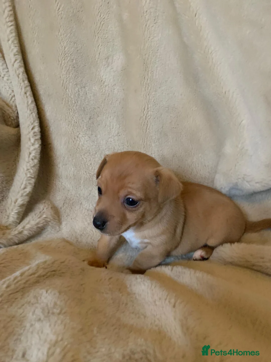 Jack Russell dogs for sale: Exceptional unusual coloured mini JR puppies - Advert 25