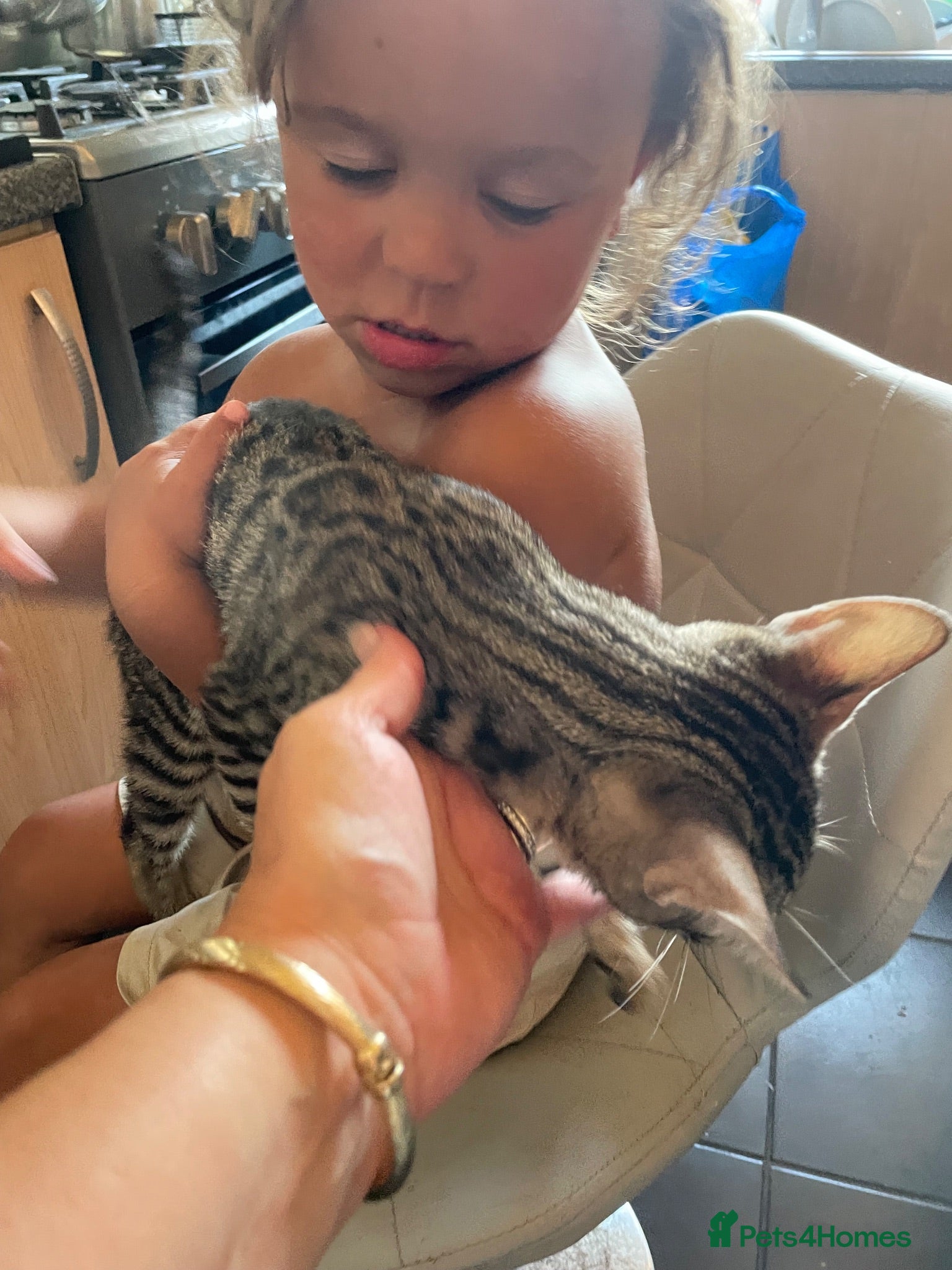 Bengal cats ♥️IAM ❤️WATCH ALL MY VIDEOS👀FOR MUMMY OR DADDY ❤️ - Advert 12