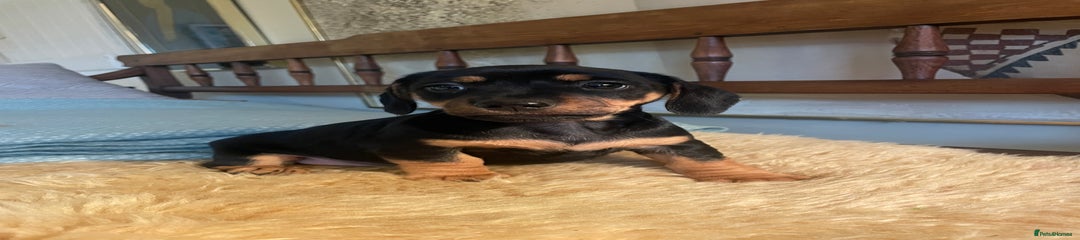 Mixed Breed Puppy 4