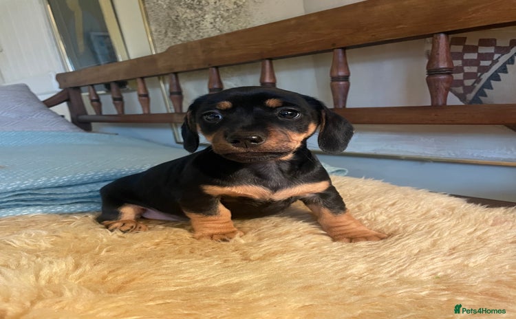 Mixed Breed dogs - Advert 1