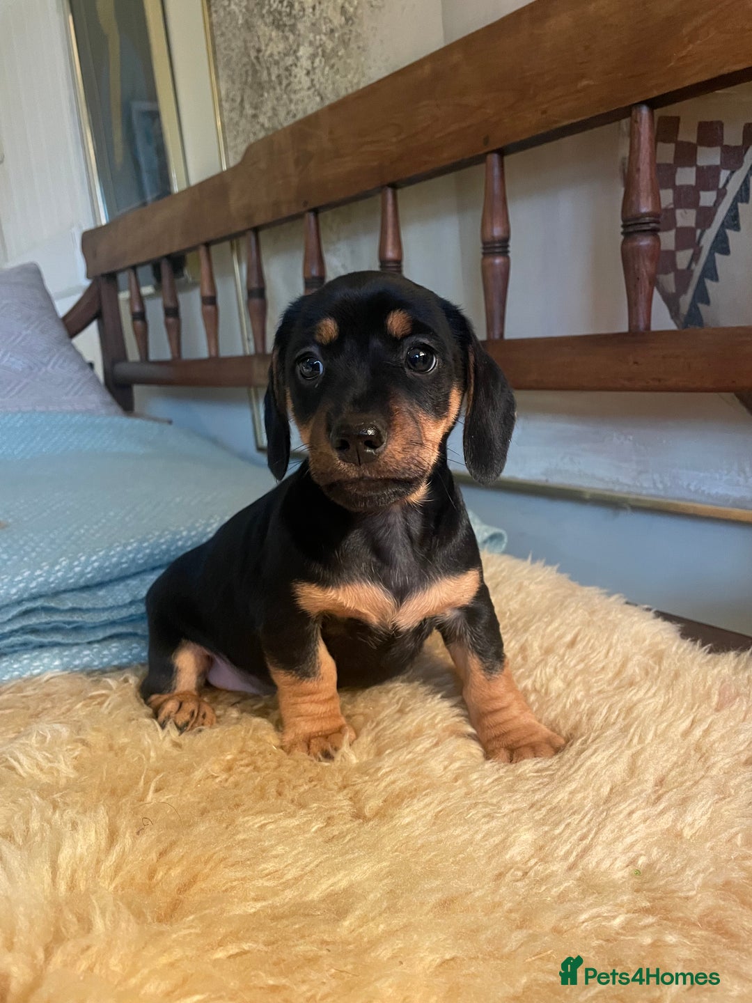 Mixed Breed dogs for sale: Dachshund Crosses - Image 1