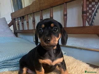 Mixed Breed dogs - Advert 34