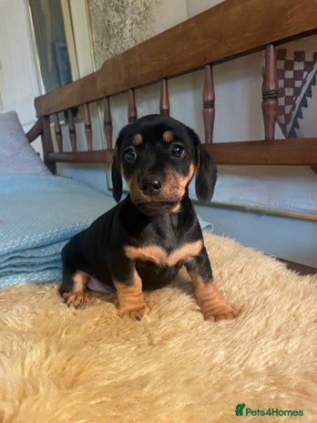 Mixed Breed dogs - Advert 6