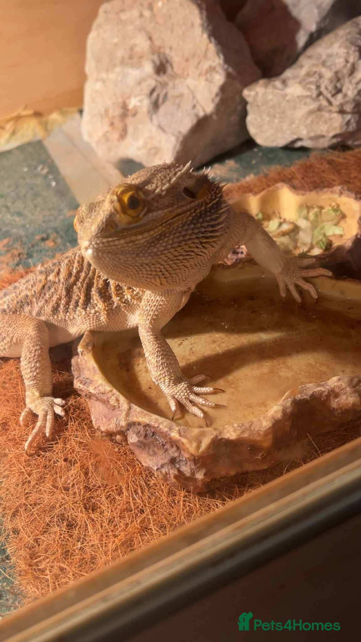Bearded Dragon reptiles 5 year old Bearded Dragon - Advert 6