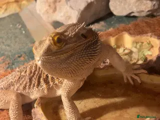 Bearded Dragon reptiles 5 year old Bearded Dragon - Advert 6