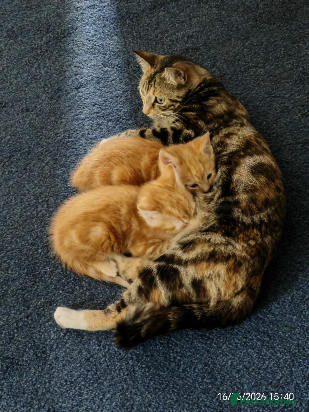 Domestic Shorthair cats for sale: Gorgeous Ginger Kittens Looking for Forever Home - Advert 2