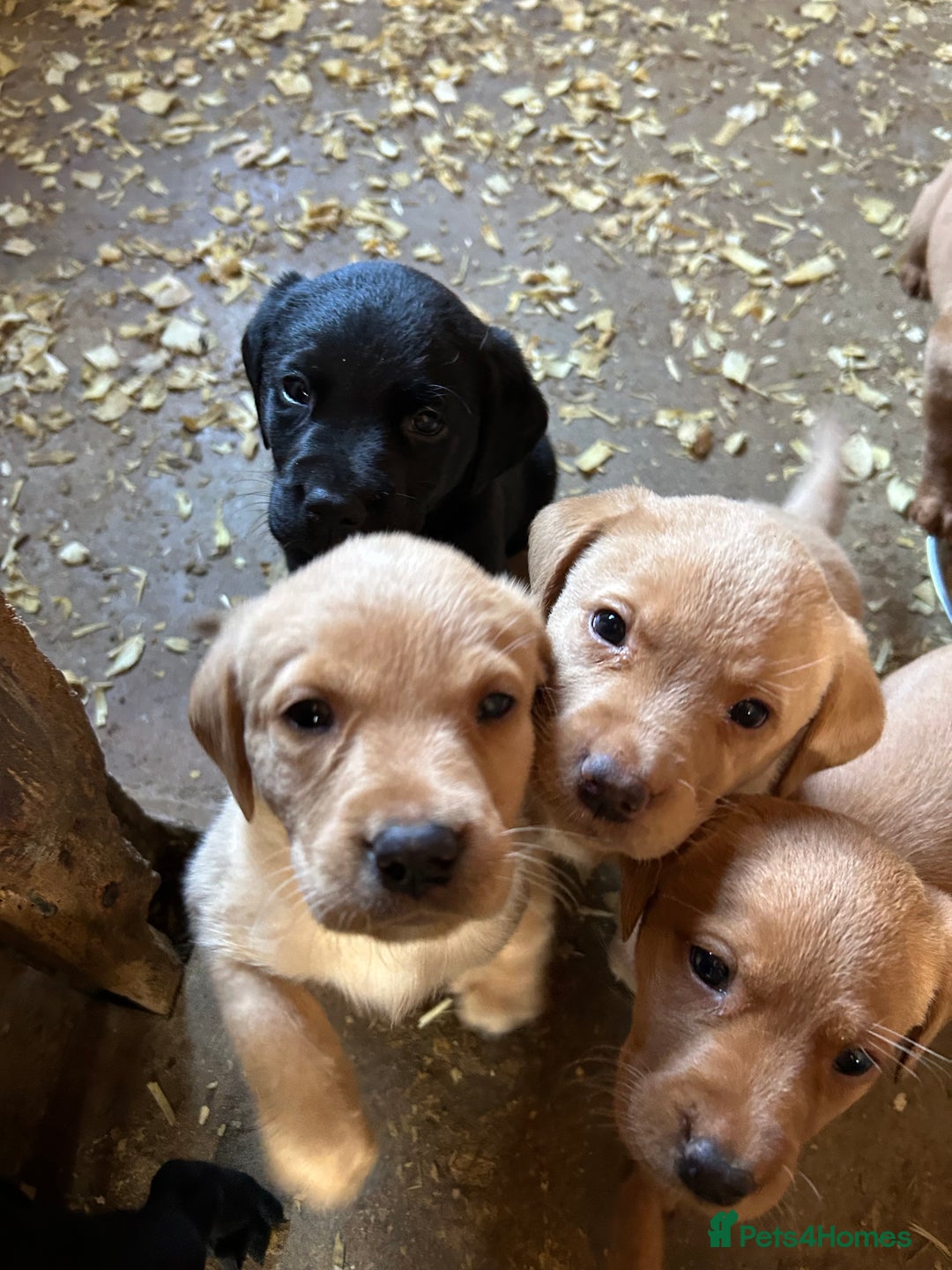 Labrador Retriever dogs for sale: Labrador pups, 7 still available.  in Launceston - Image 6