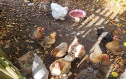 Chickens poultry for sale: Mixed flock of chickens - Image 2