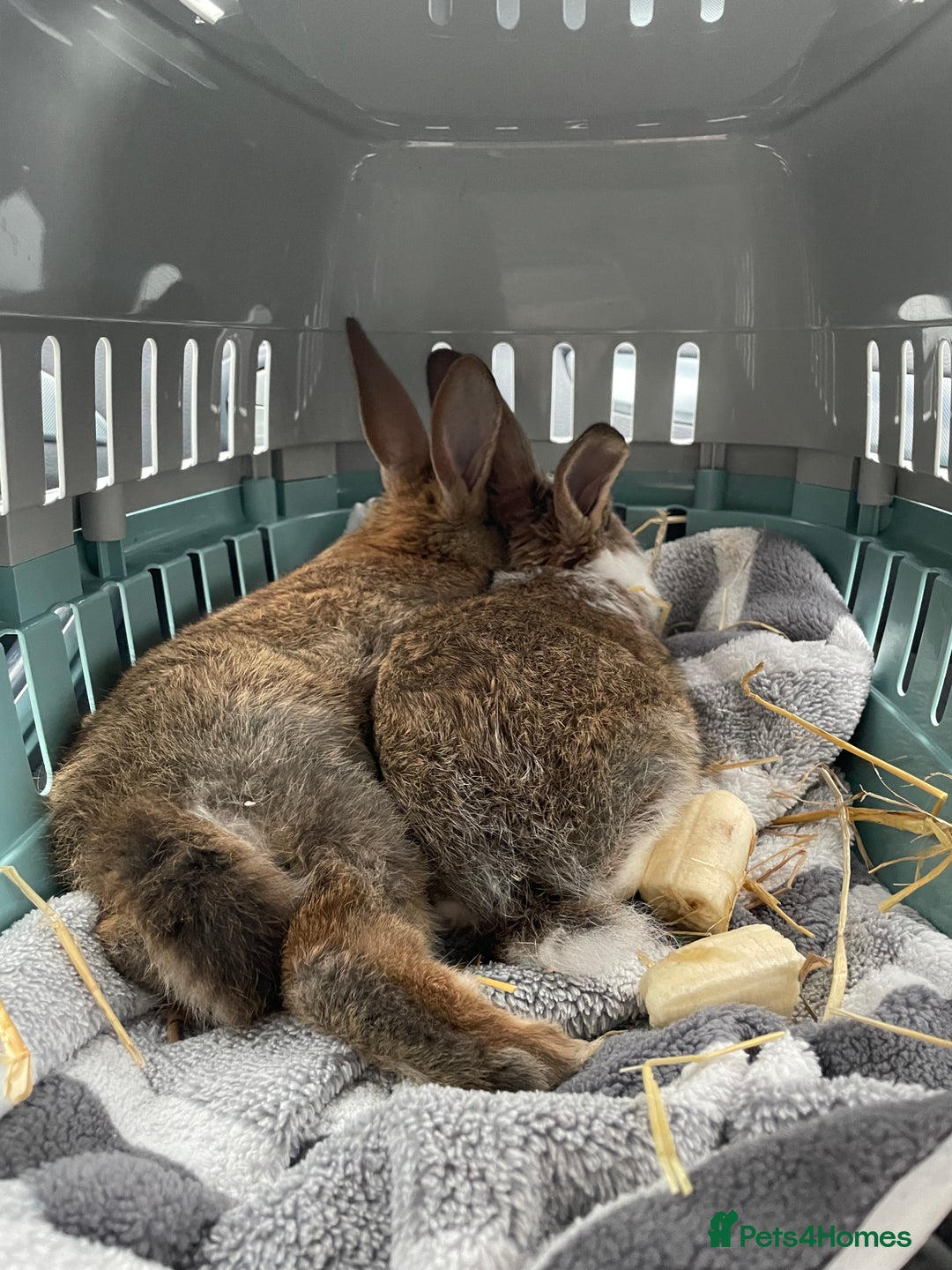 Mixed Breed rabbits for sale: 2 gorgeous bunny girls  - Advert 5