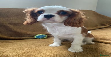 Cavalier King Charles Spaniel dogs - Advert 7