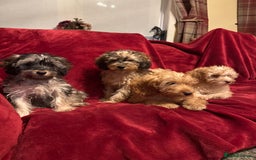 Cockapoo dogs for sale: 🐶 F1 Cockerpoo Puppies 🐶 - Image 5