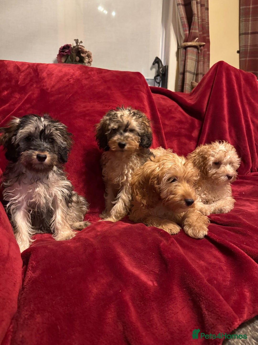 Cockapoo dogs for sale: 🐶 F1 Cockerpoo Puppies 🐶 - Image 5