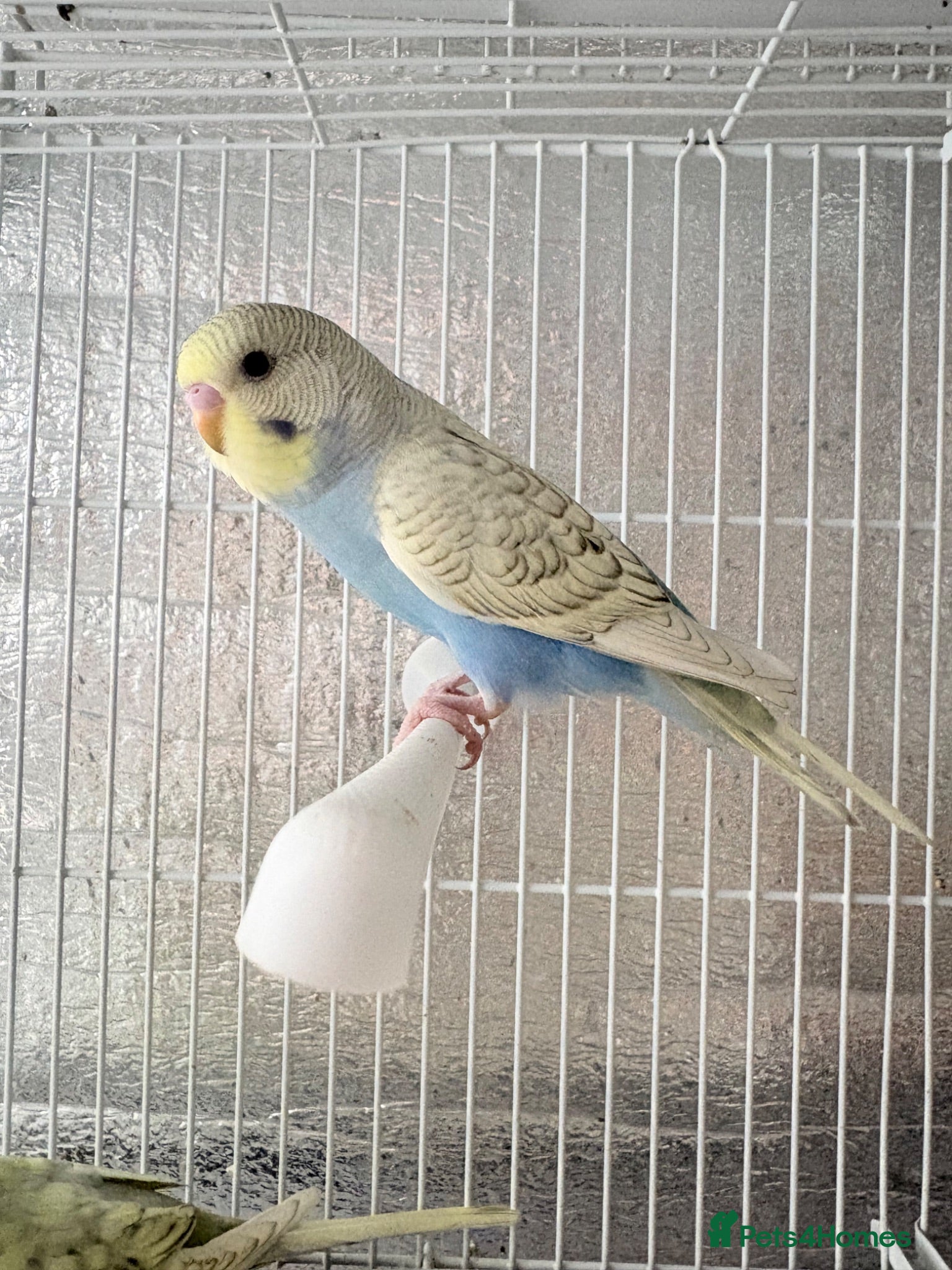 Budgerigars birds Baby budgies  - Advert 1