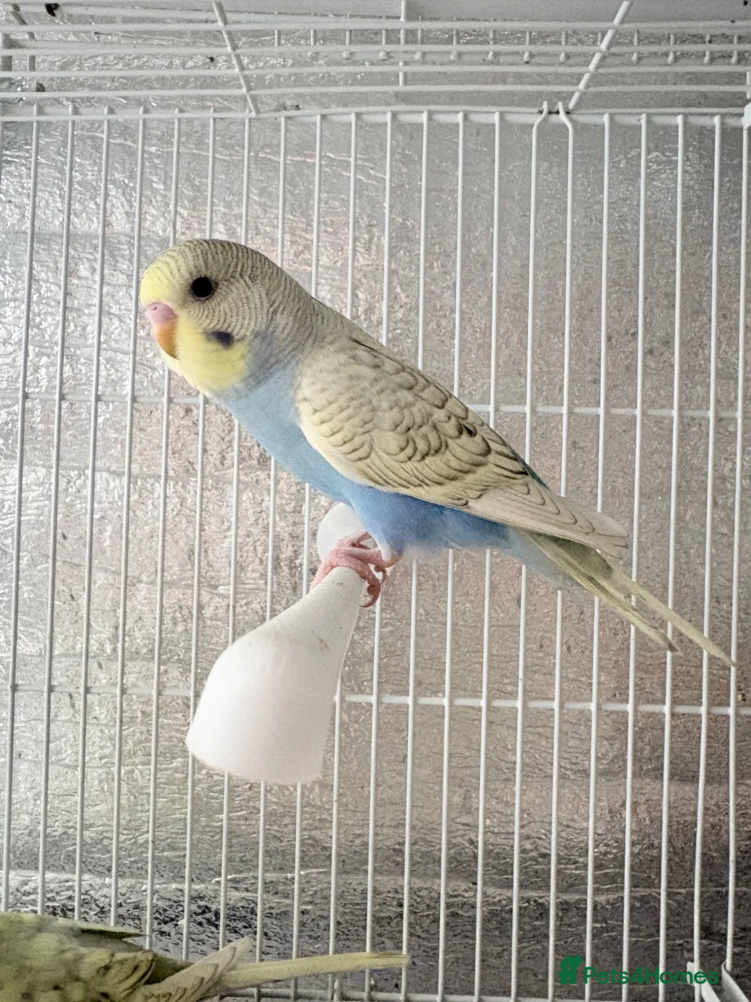 Budgerigars birds for sale: Baby budgies  - Advert 1