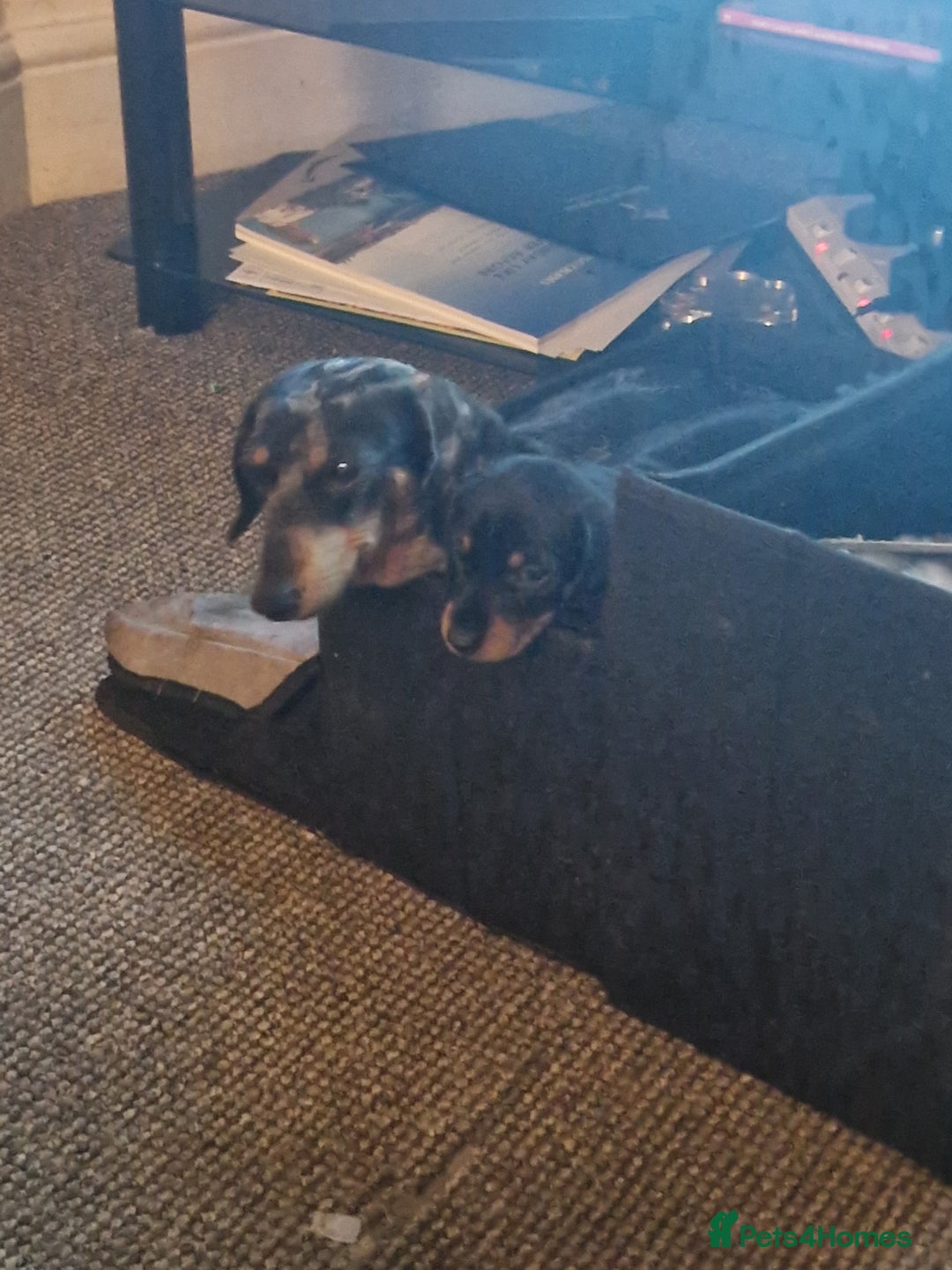 Miniature Dachshund dogs for sale: 2 adorable chunky miniature dachshund  - Advert 7