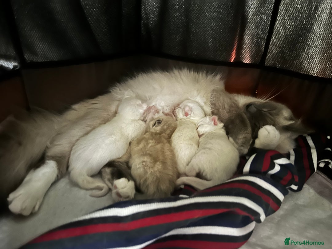 Siamese cats for sale: Siamese x russian blue kittens - Advert 4