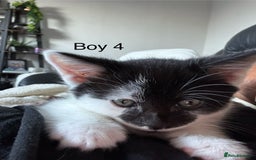 Mixed Breed cats for sale: 4 Gorgeous little boys  - Image 34