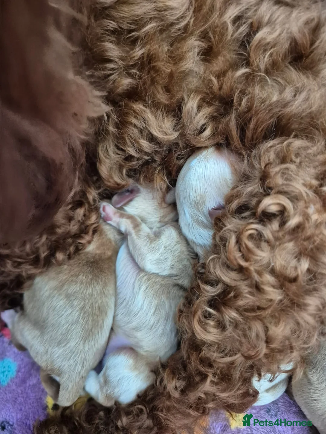 Maltipoo dogs for sale: Amazing TINY Korean Maltipoo Female Puppies. - Advert 13