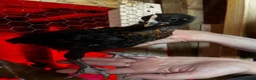 Chickens poultry for sale: French black & blue copper marans chicks - Advert 3