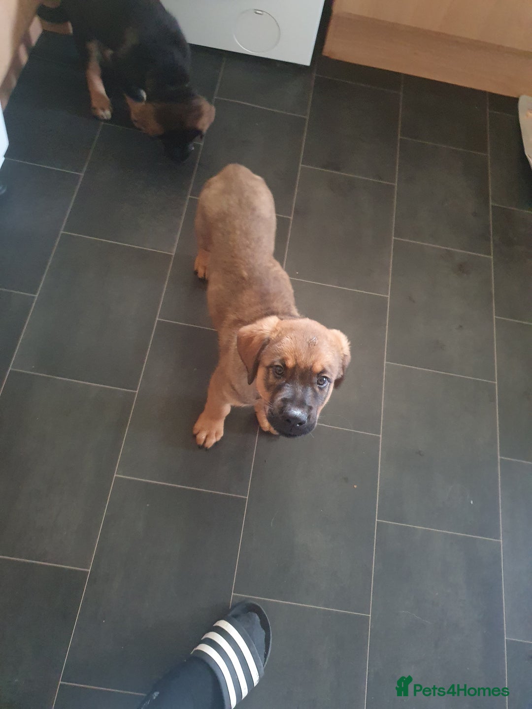 Mixed Breed dogs for sale: Rottweiler Ovcharka puppies in East Kilbride - Image 4
