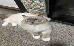 Ragdoll cats for stud: PROVEN GCCF Active Ragdoll Stud Dilute Lilac Genes in Manchester - Image 6