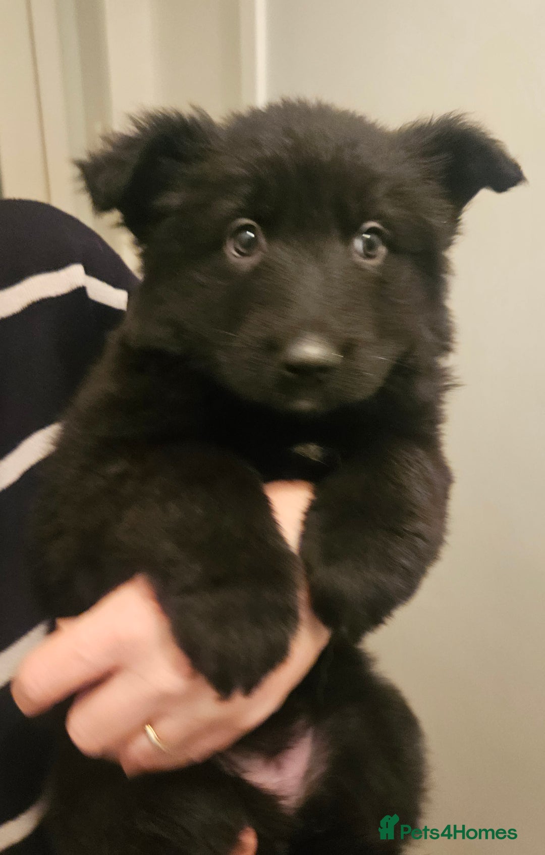 German Shepherd dogs for sale: Long haired german shepherd puppies - Advert 13