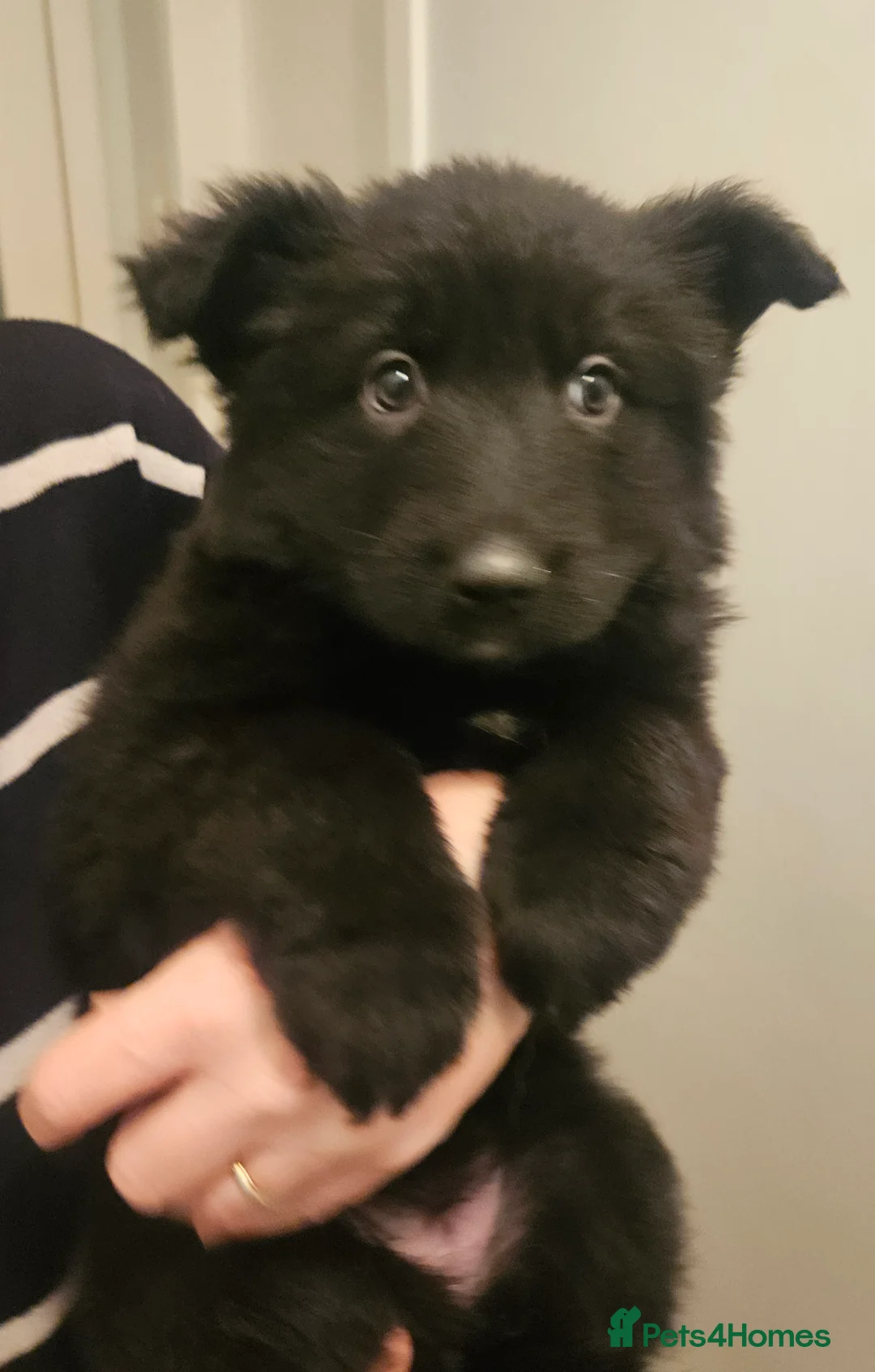 German Shepherd dogs for sale: Long haired german shepherd puppy - Advert 10