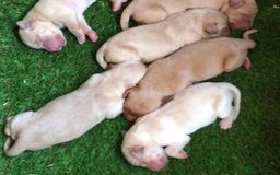 Labrador Retriever dogs for sale: Labrador Puppies  - Image 15