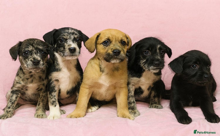 Mixed Breed dogs Frenchi /Mini Poodle Puppies First Gen ❤️  - Advert 12