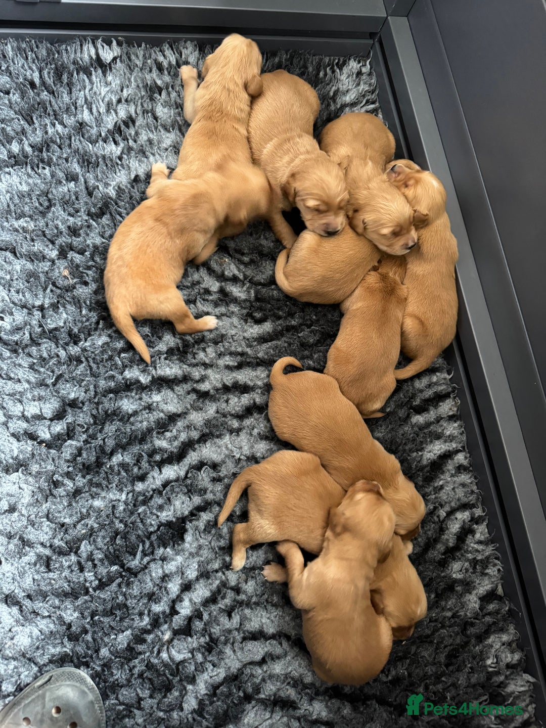 Golden Retriever dogs for sale: Stunning Red Puppies Health Tested Parents  - Image 4