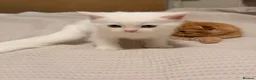 Scottish Fold cats for sale: Scottish Folds & Straights  - Advert 3