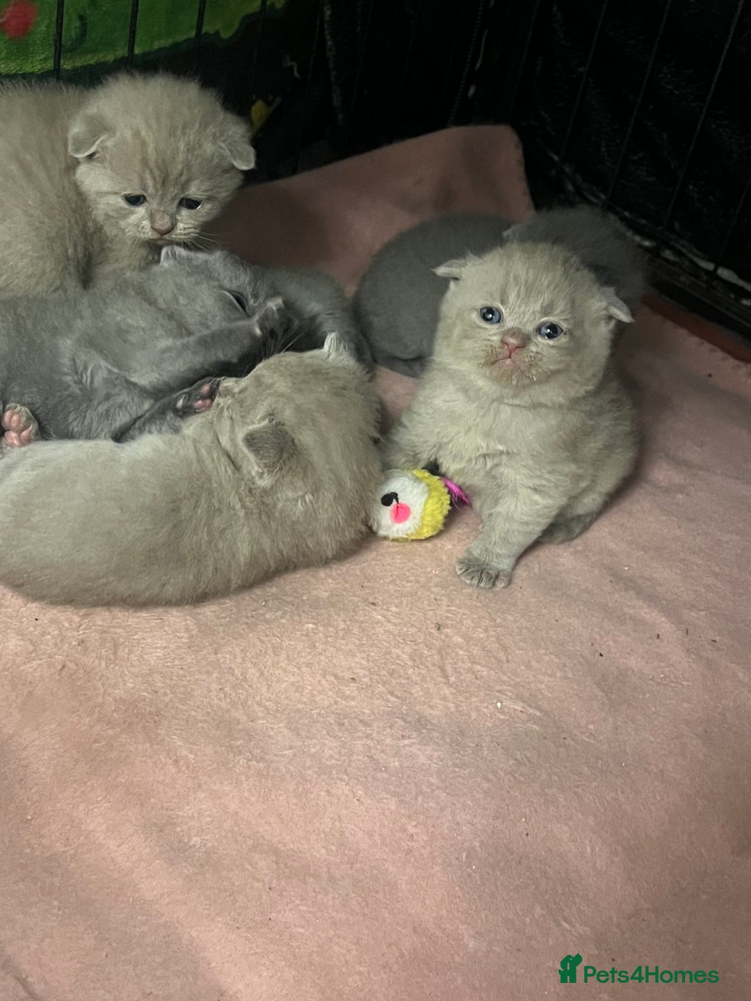 Scottish Fold cats for sale: Scottish fold and Scottish straight kittens!  - Advert 7