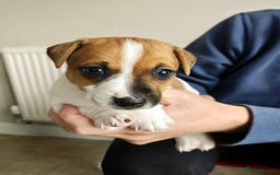 Jack Russell dogs for sale: Jack Russell puppies  - Image 10