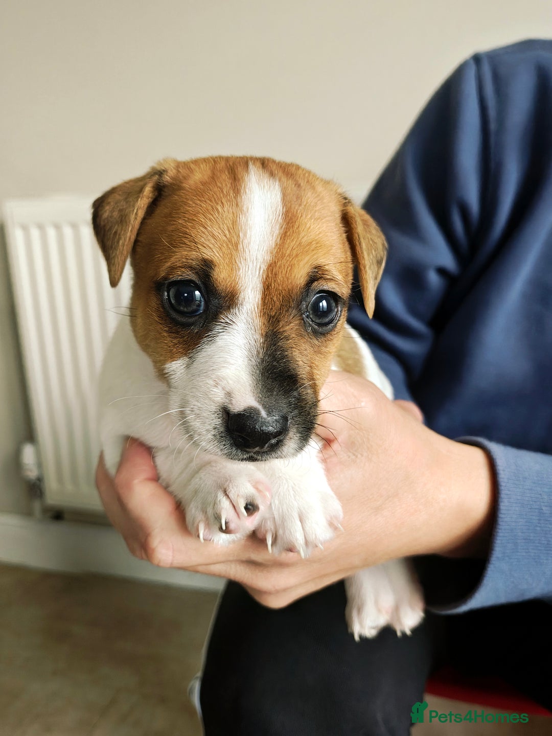Jack Russell dogs for sale: Jack Russell puppies  - Image 10