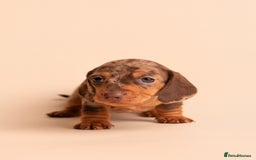 Miniature Dachshund dogs for sale: 🏆Champion KC Mini Dachshunds 0.4% COI 👌🏻 - Image 15