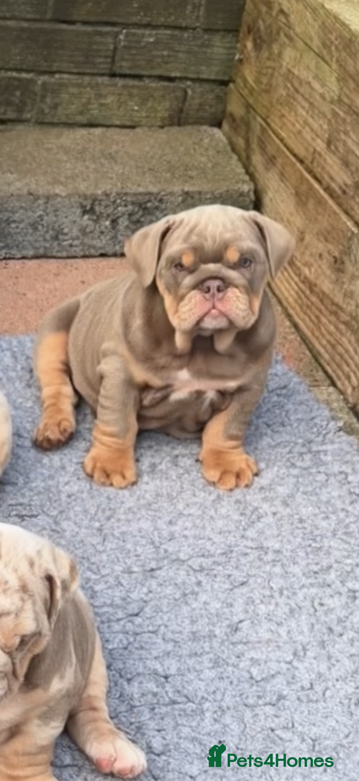 English Bulldog dogs British bull dog puppy’s  - Advert 2