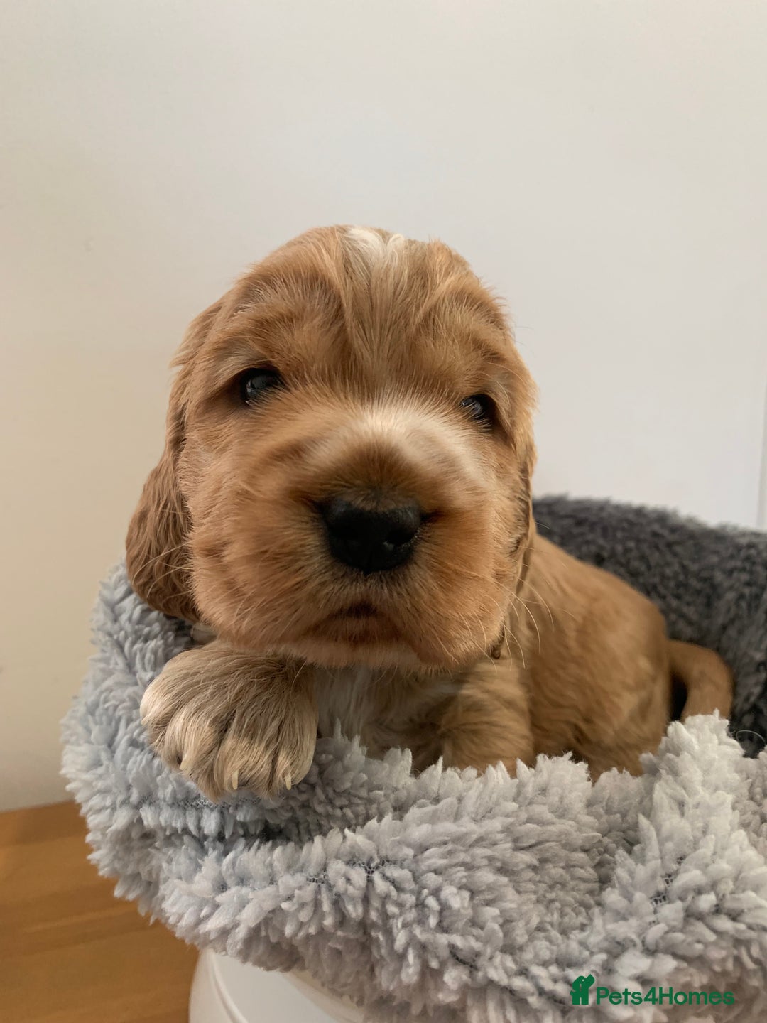 Cocker Spaniel dogs for sale: KC Registered Quality Show Type Cocker Puppies   - Advert 12