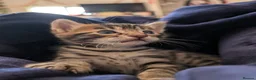Bengal cats for sale: Bengal-cross kittens available - Advert 6