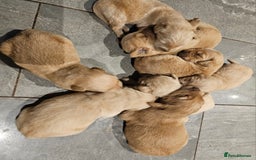 Golden Retriever dogs for sale: KC registered pedigree Golden Retriever pups - Image 5