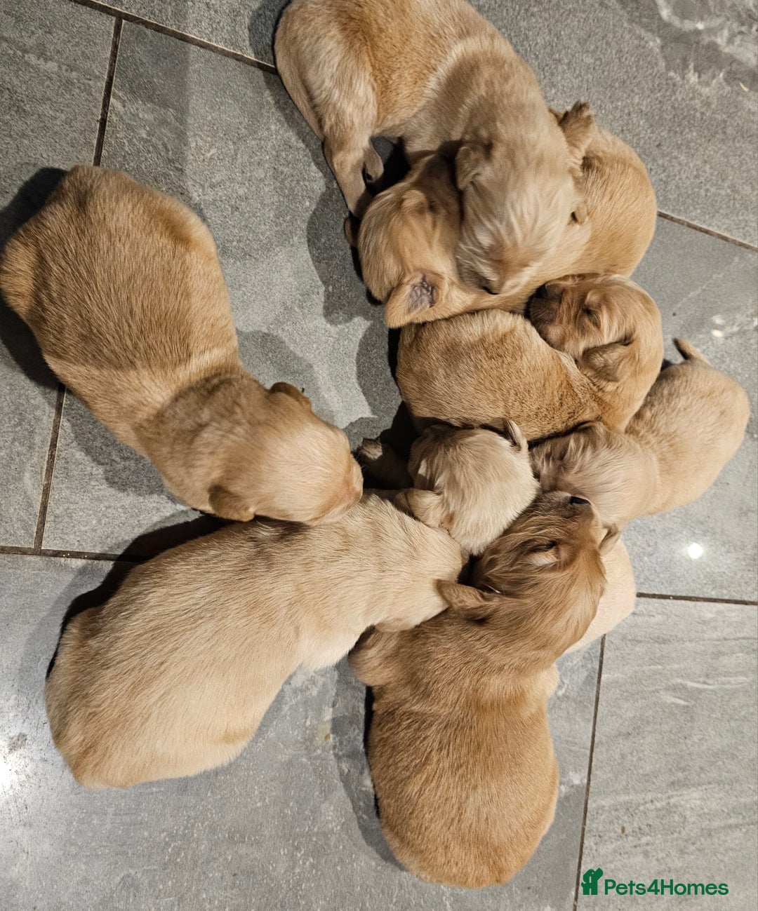 Golden Retriever dogs for sale: KC registered pedigree Golden Retriever pups - Image 5