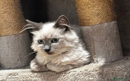 Birman cats for sale: Birman kittens  - Image 17