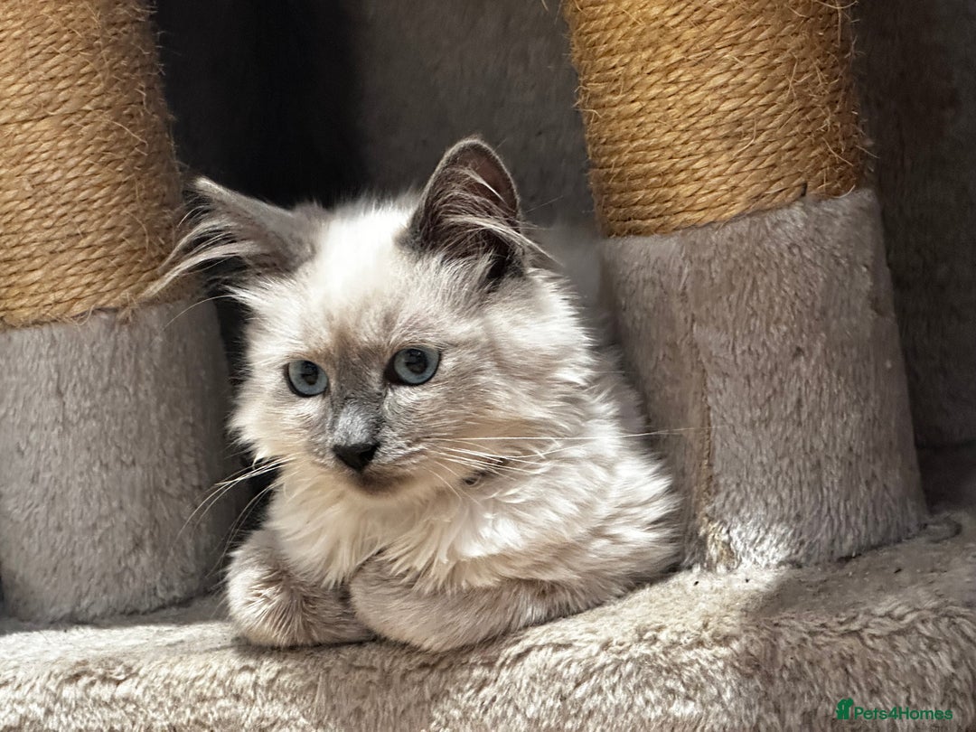 Birman cats for sale: Birman kittens  - Image 17