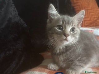 British Longhair cats - Advert 23