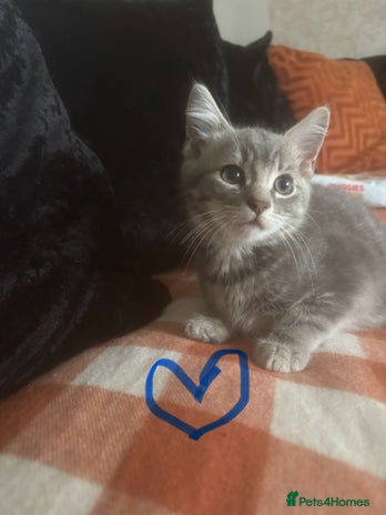 British Longhair cats - Advert 1