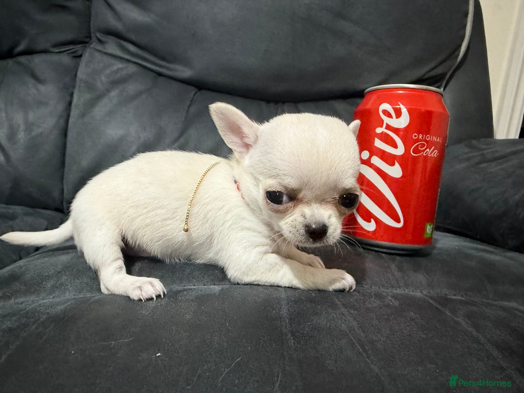 Chihuahua dogs for sale: Female chihuahua  - Image 3