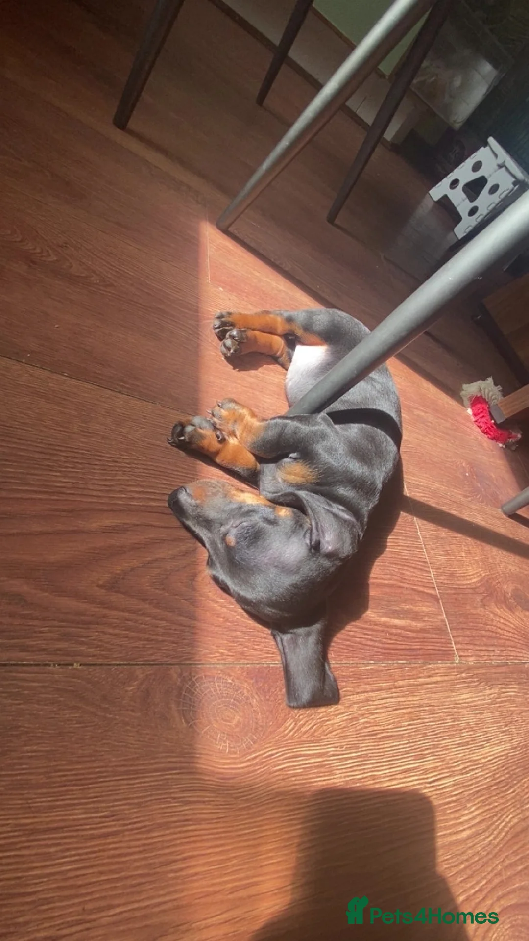 Dachshund dogs for sale: Dachshund/puppy  in Birkenhead - Advert 4