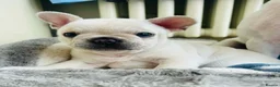 Mixed Breed dogs for sale: 3/4 French bulldog in Kettering - Advert 2